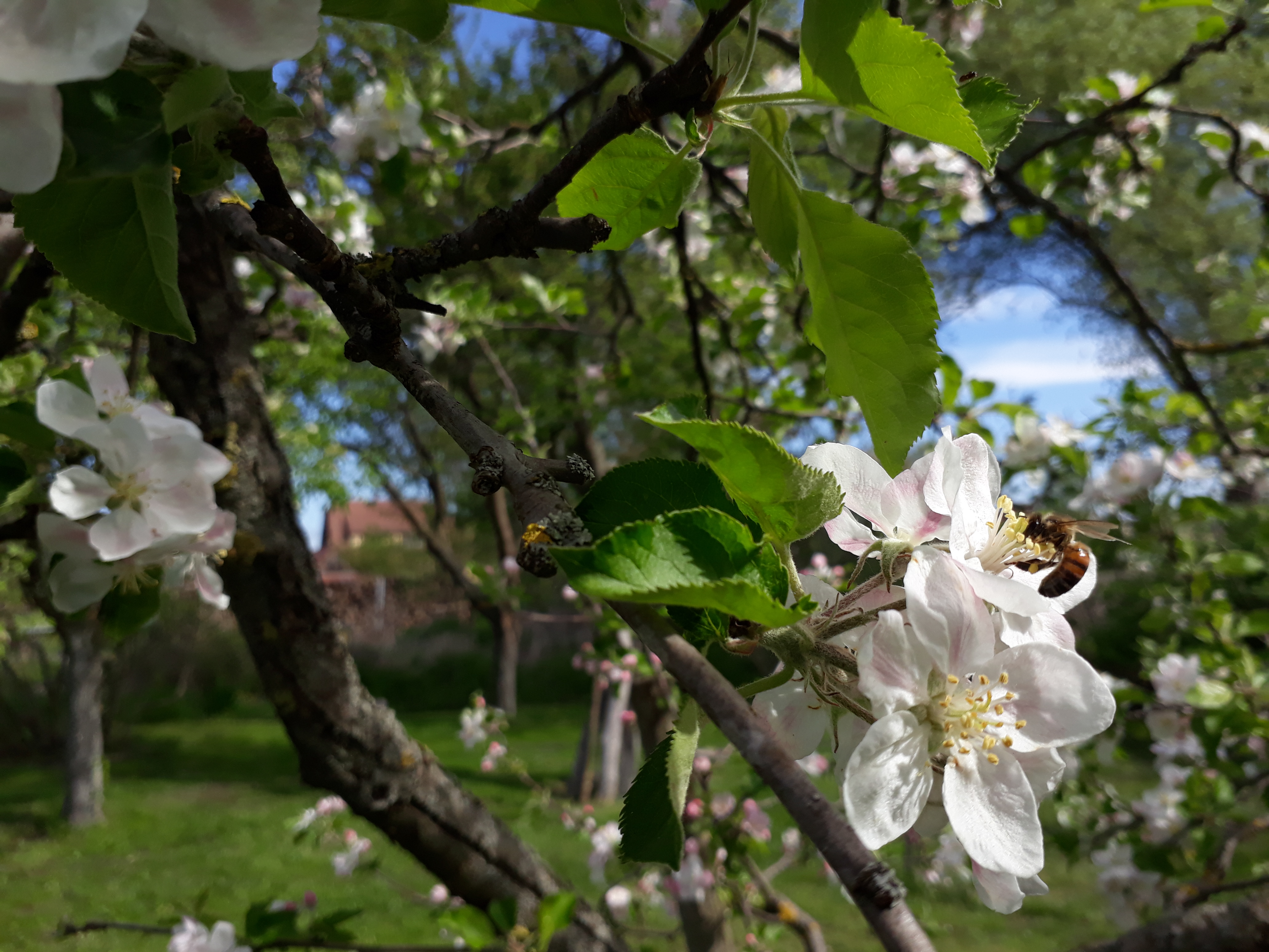 Haie champetre - Pepiniere Alsace - Vegetal Local Nord Est- Bio - Jardin forêt comestible - fruitier - permaculture
