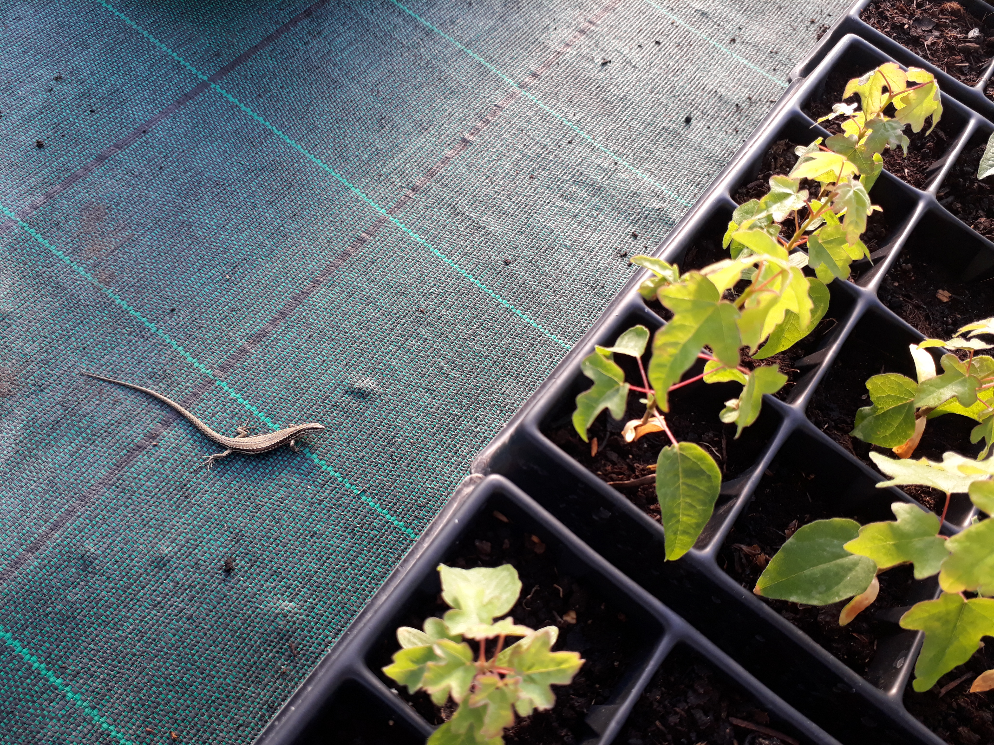 Haie champetre - Pepiniere Alsace - Vegetal Local Nord Est- Bio - Jardin forêt comestible - fruitier - permaculture