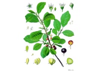 Bourdaine - Frangula alnus  - Haie champetre  - Pepiniere Alsace - Vegetal Local Nord Est - Bio - Jardin forêt comestible - fruitier - permaculture
