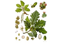 Chêne sessile - Quercus petraea - Haie champetre  - Pepiniere Alsace - Vegetal Local Nord Est - Bio - Jardin forêt comestible - fruitier - permaculture