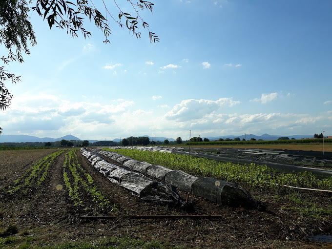 Haie champetre - Pepiniere Alsace - Vegetal Local Nord Est- Bio - Jardin forêt comestible - fruitier - permaculture