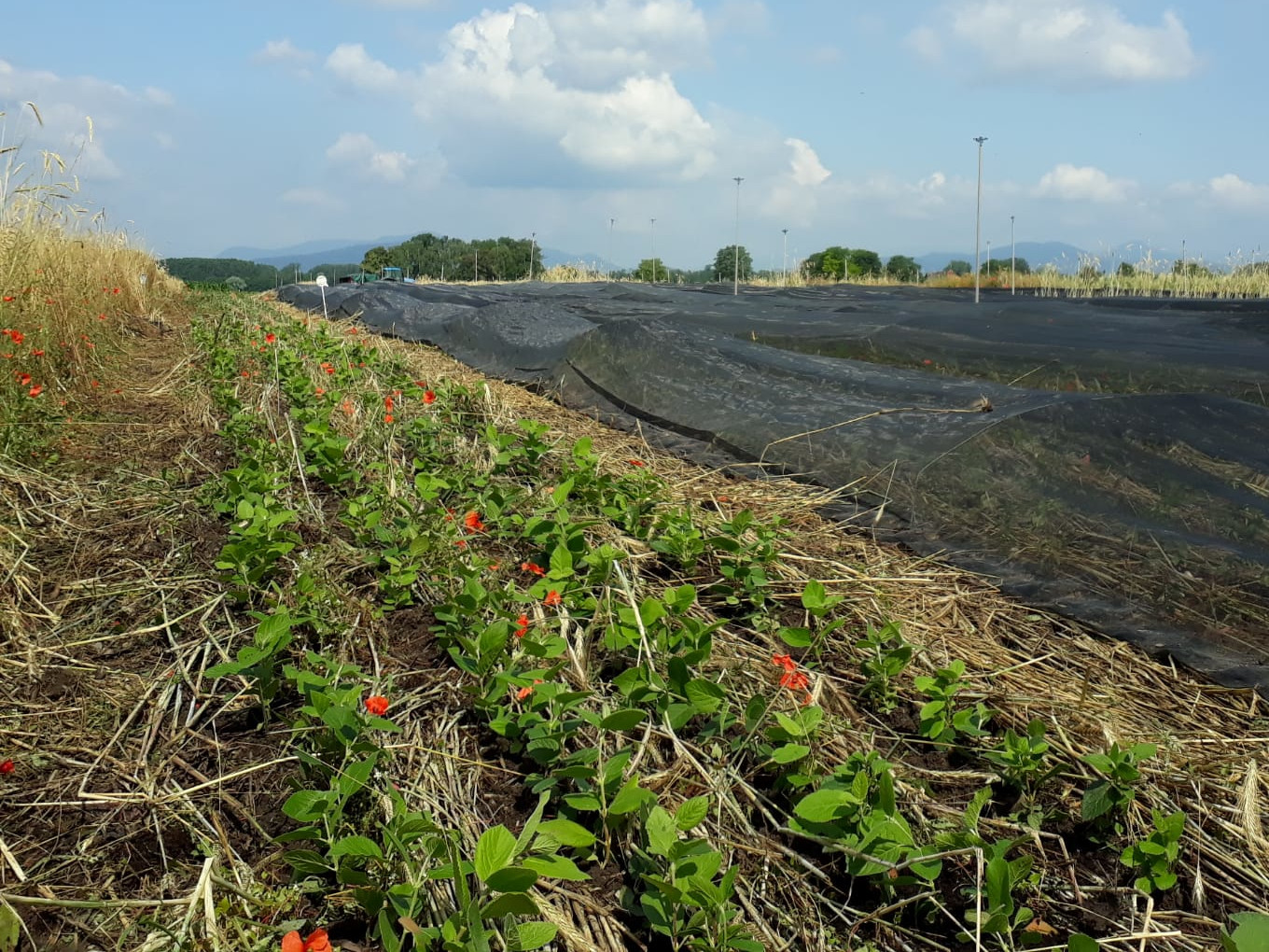 Haie champetre - Pepiniere Alsace - Vegetal Local Nord Est- Bio - Jardin forêt comestible - fruitier - permaculture
