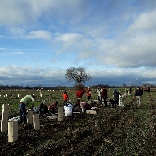 Haies champêtre & Ripisylves Ligneux d'origine locale - Alsace