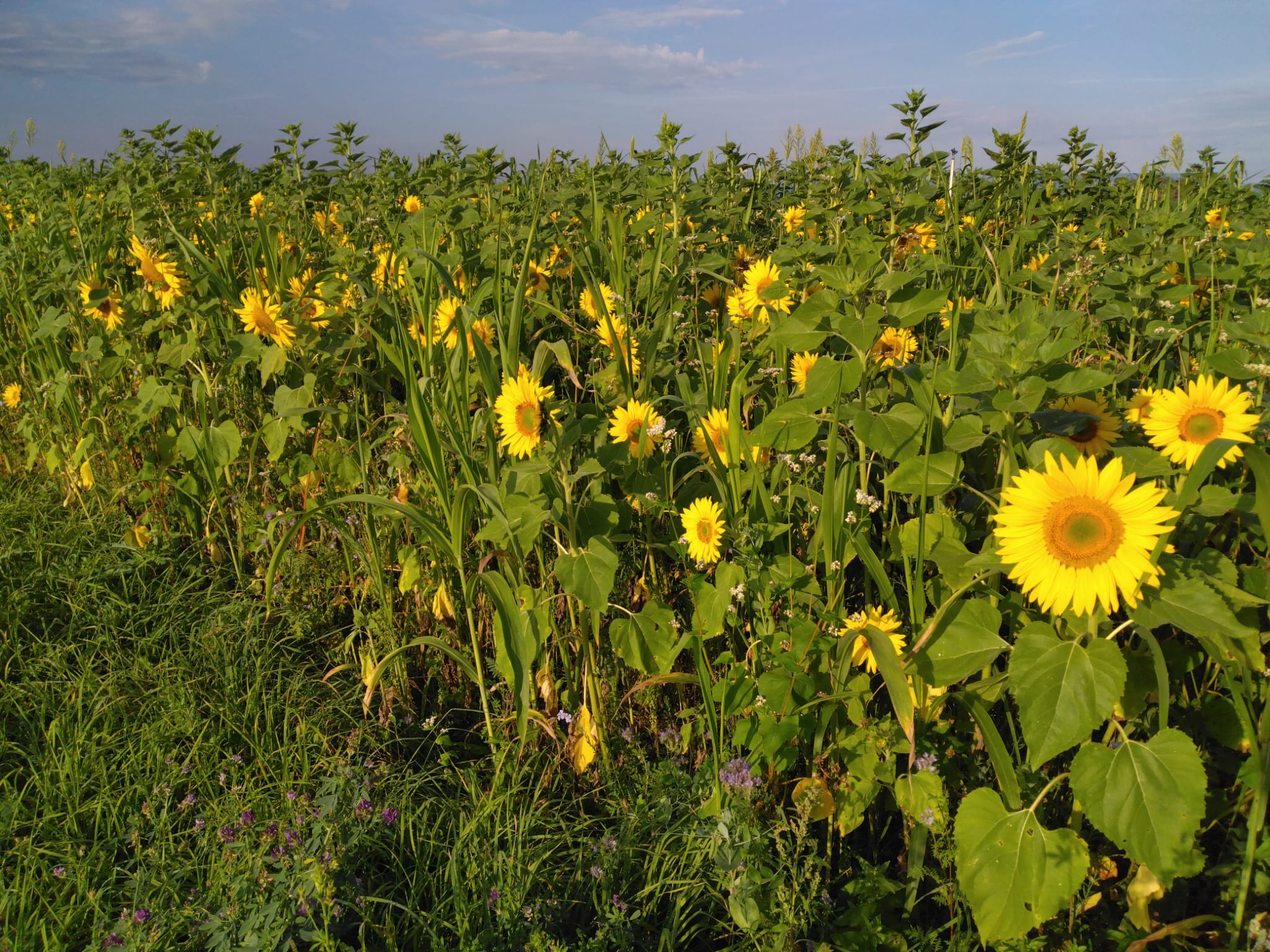 Haie champetre - Pepiniere Alsace - Vegetal Local Nord Est- Bio - Jardin forêt comestible - fruitier - permaculture